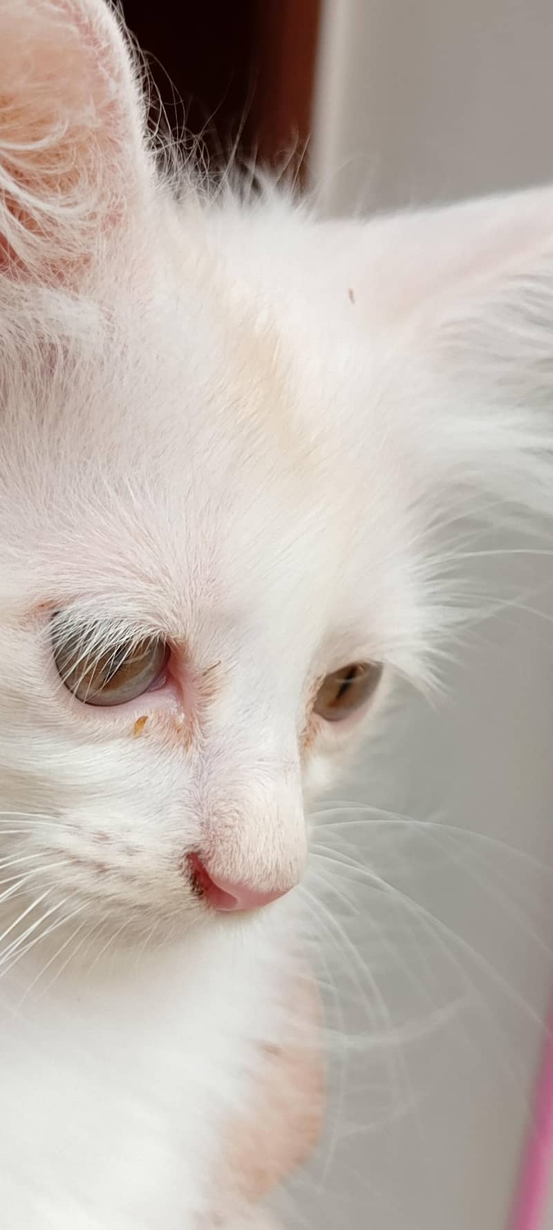 cat available 6