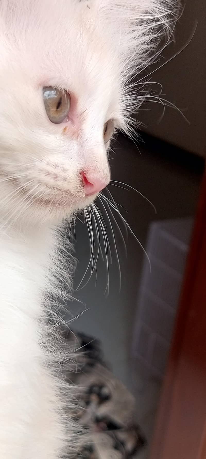cat available 7