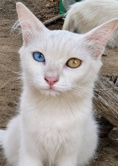 Odd eyes Persian cats