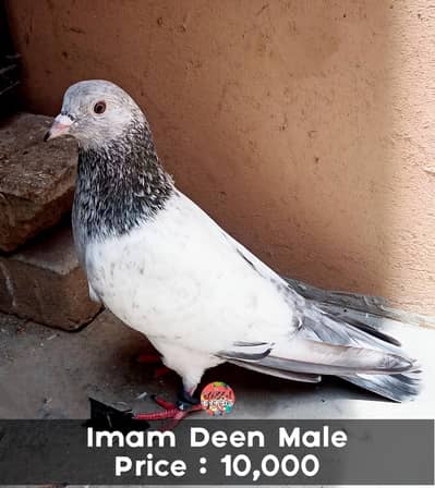 Imam Deen, Motiyo Wale Or Bajrai Kabootar For Sale