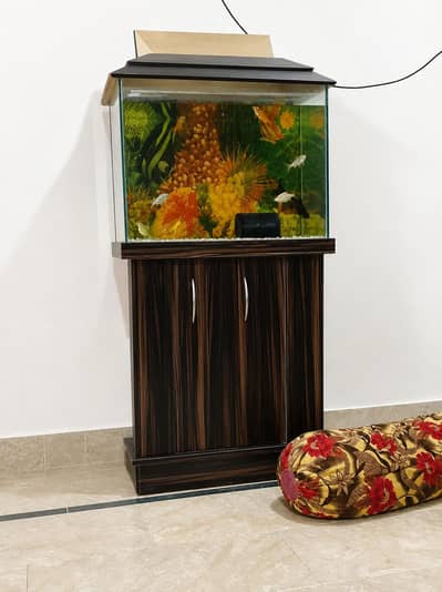  Premium Aquarium Setup for Sale