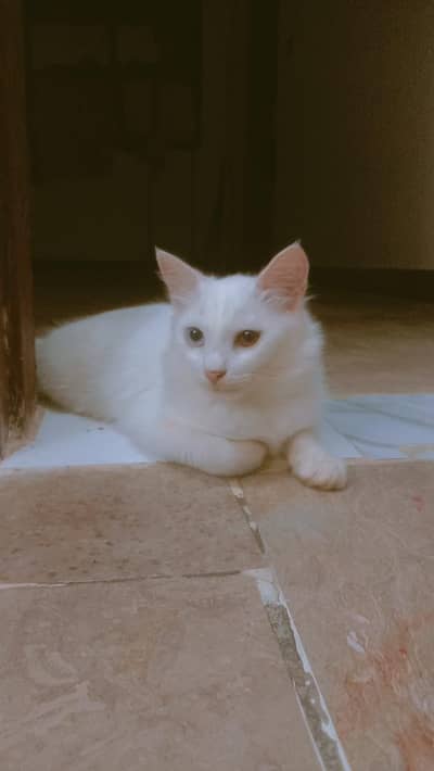 Turkish angora white odd eye kitten