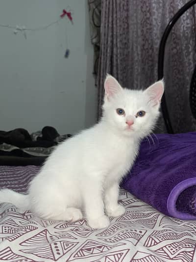 Cats for sale