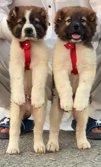 Afghan Kochi puppys  double body double haddi full security for sale