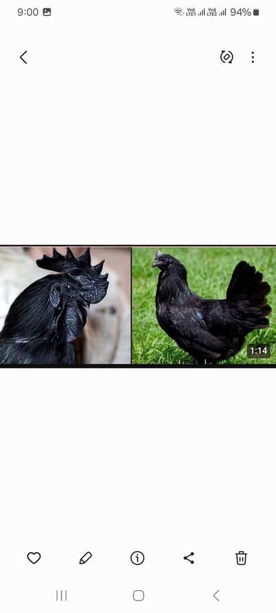ayam cimani chicks  03127040627