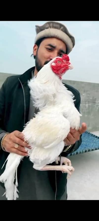 Heera aseel