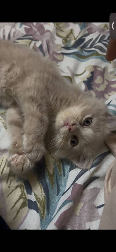 Sweet cat