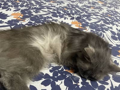 Scottish fold 1.5 year age