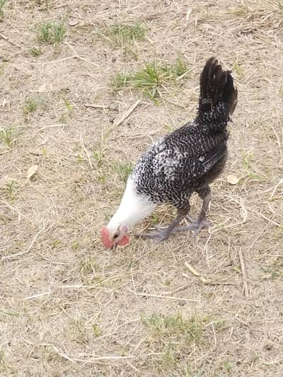 Original Feyumi and black Australorp for sale