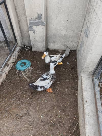 mature murghabi ducks pair for sale