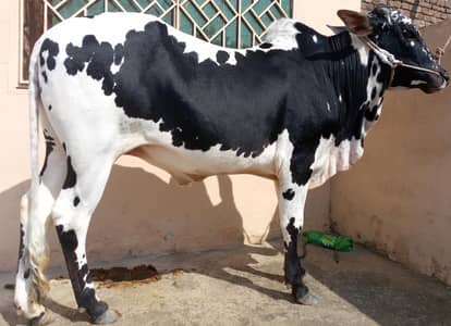 Bull available for sale