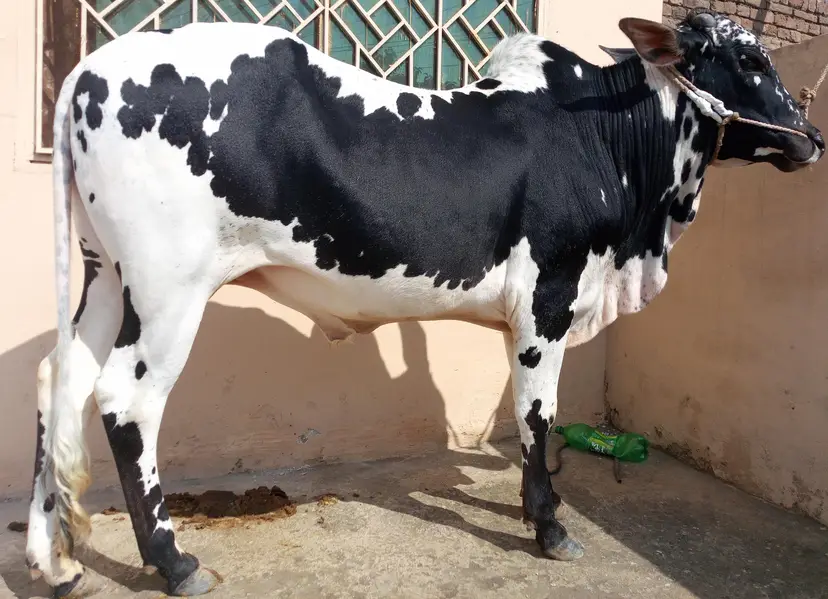 Bull available for sale