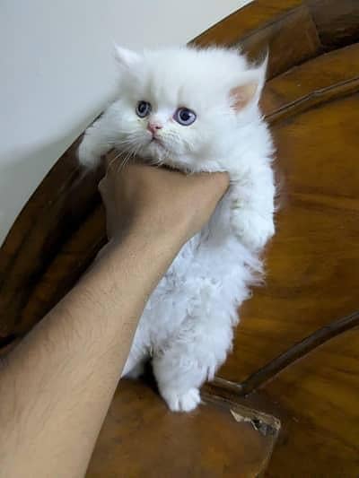 Persian cat triple coad