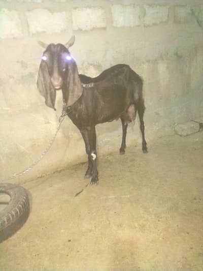 bakri for sale