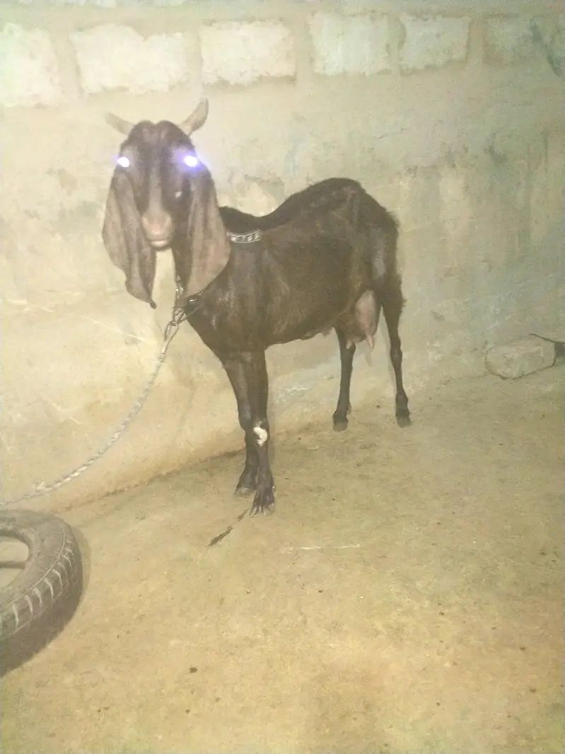 bakri for sale