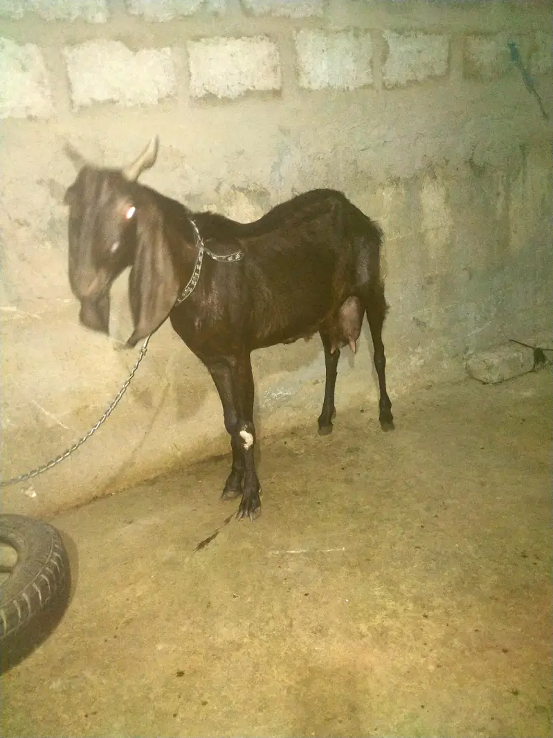 bakri for sale — photo 2