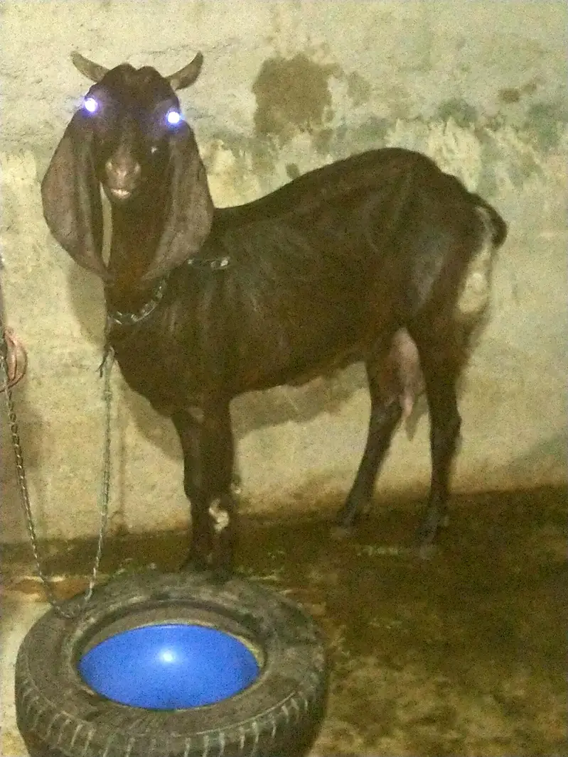 bakri for sale — photo 3