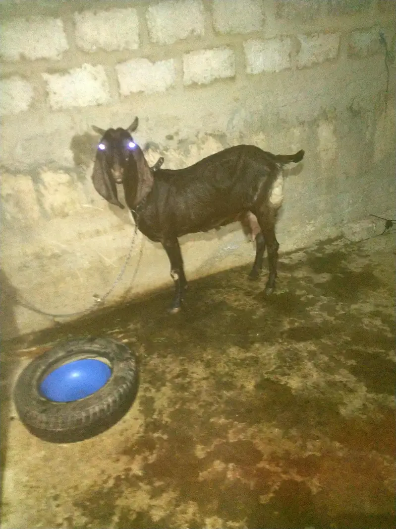 bakri for sale — photo 4