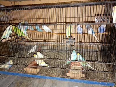 breeder pair Hain sare 650 Ka aik pair