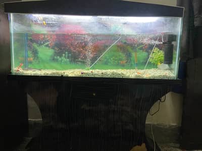 Fish tank and fish
