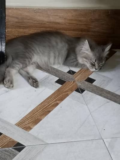 please Jo serious hai cat lenay main Wohi rapta kere