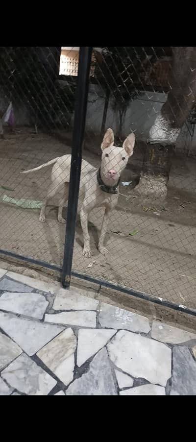 Gultair dog