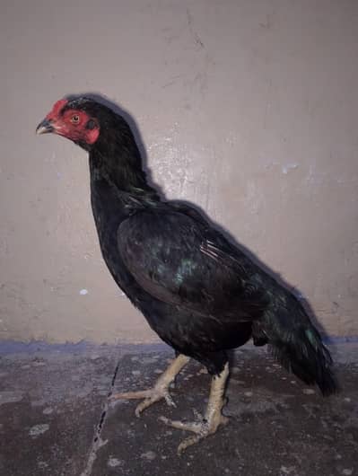 Mushki Madi For sale
