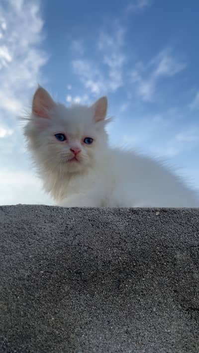 Persian kittens