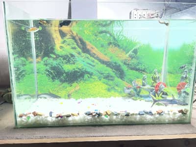 Big aquarium with 13pcs fish