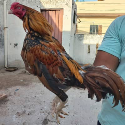 Aseel pair for sale white eyes ma ha