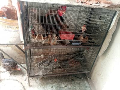 aseel bengum nar madi cage available