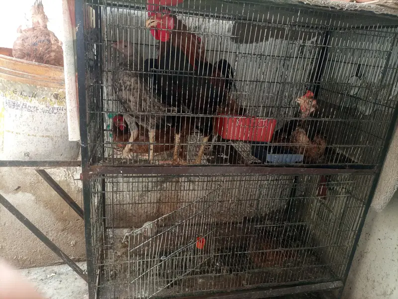 aseel bengum nar madi cage available — photo 3
