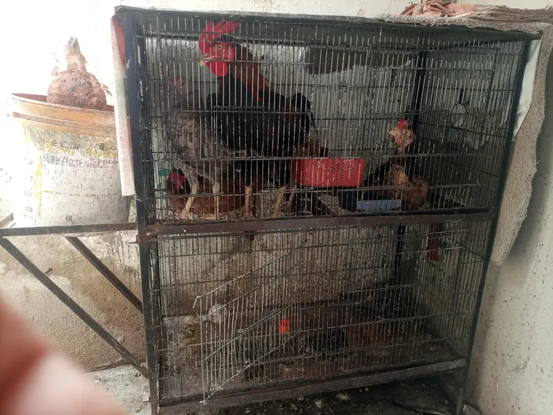 aseel bengum nar madi cage available — photo 4