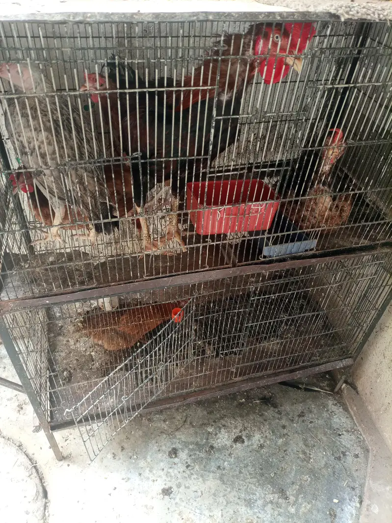aseel bengum nar madi cage available — photo 8