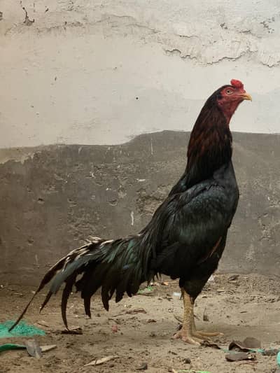 aseel Sindhi x burmi cross