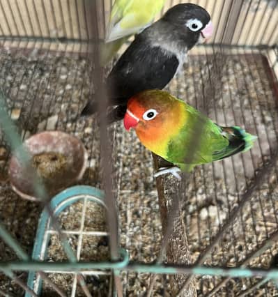 love bird