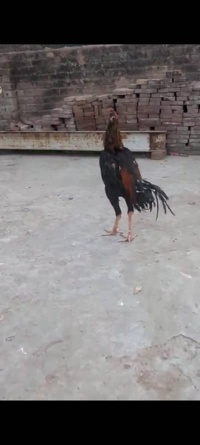 Neck locker