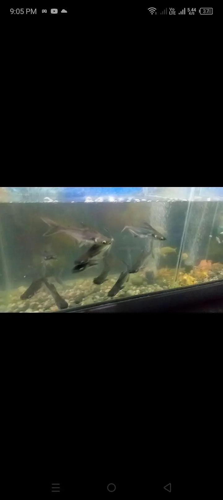 Bule line shark fish pair 12inch size