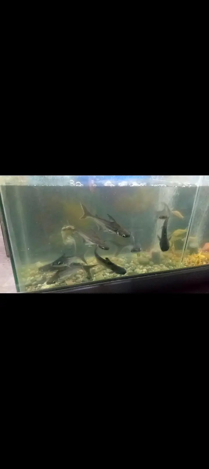 Bule line shark fish pair 12inch size — photo 2