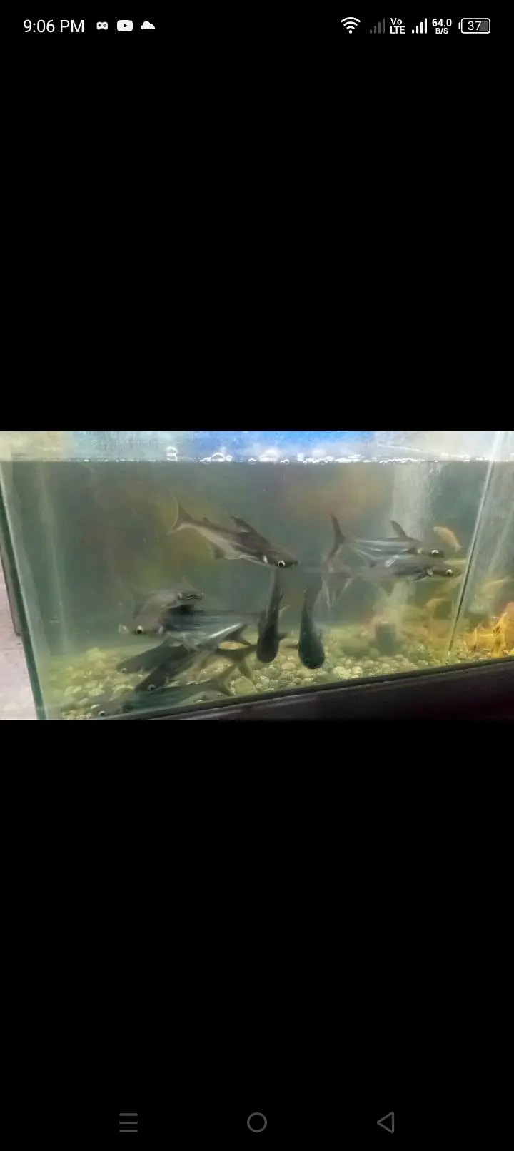 Bule line shark fish pair 12inch size — photo 3