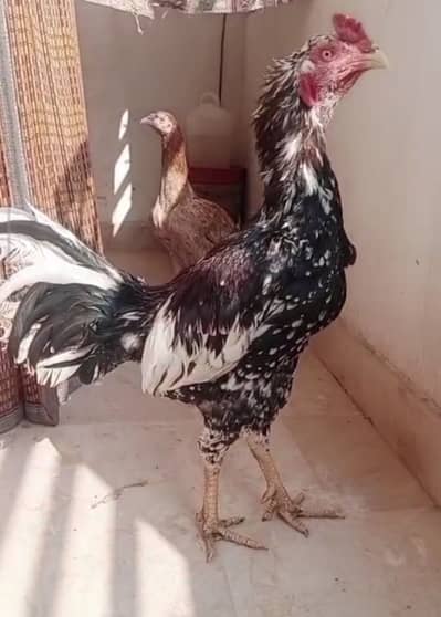 Pair for sale and chicks