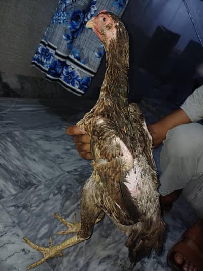 shamo aseel hen