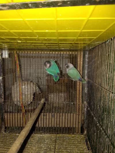 love birds