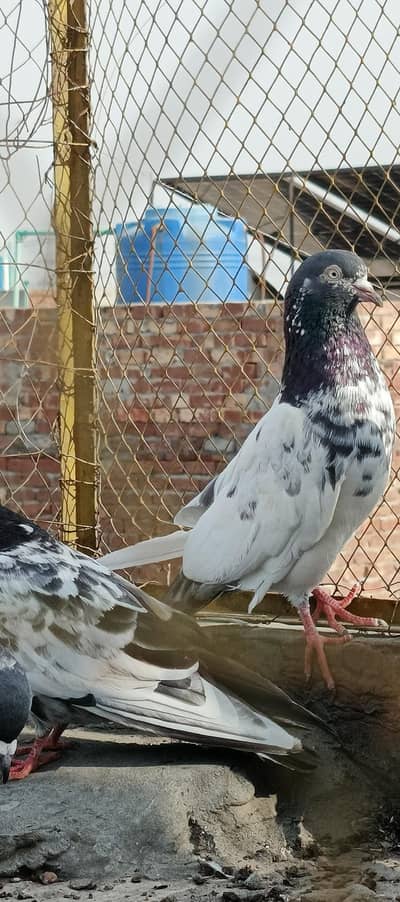 achi qulty k baby / 5 pair