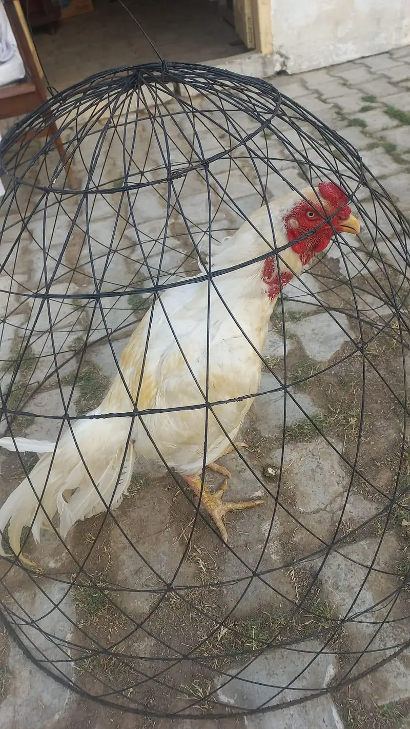 03367081279 — photo 2