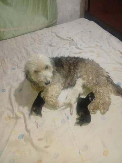shitzu poodle puppies