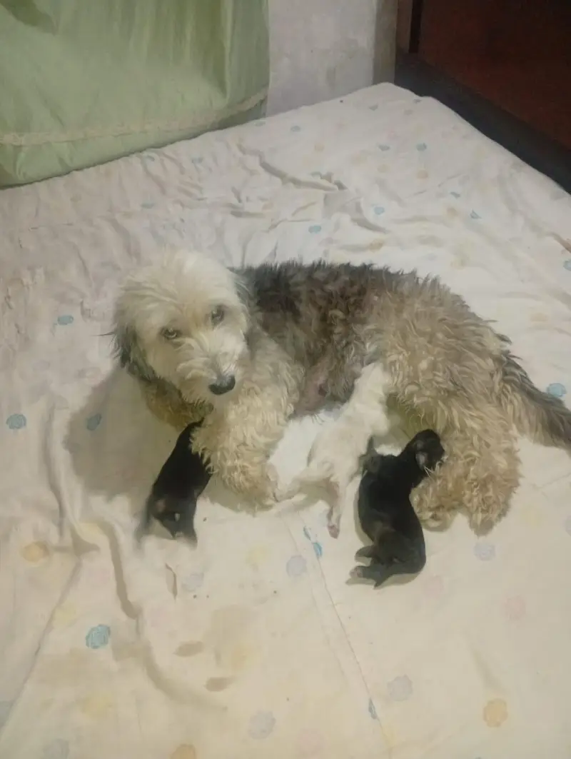 shitzu poodle puppies