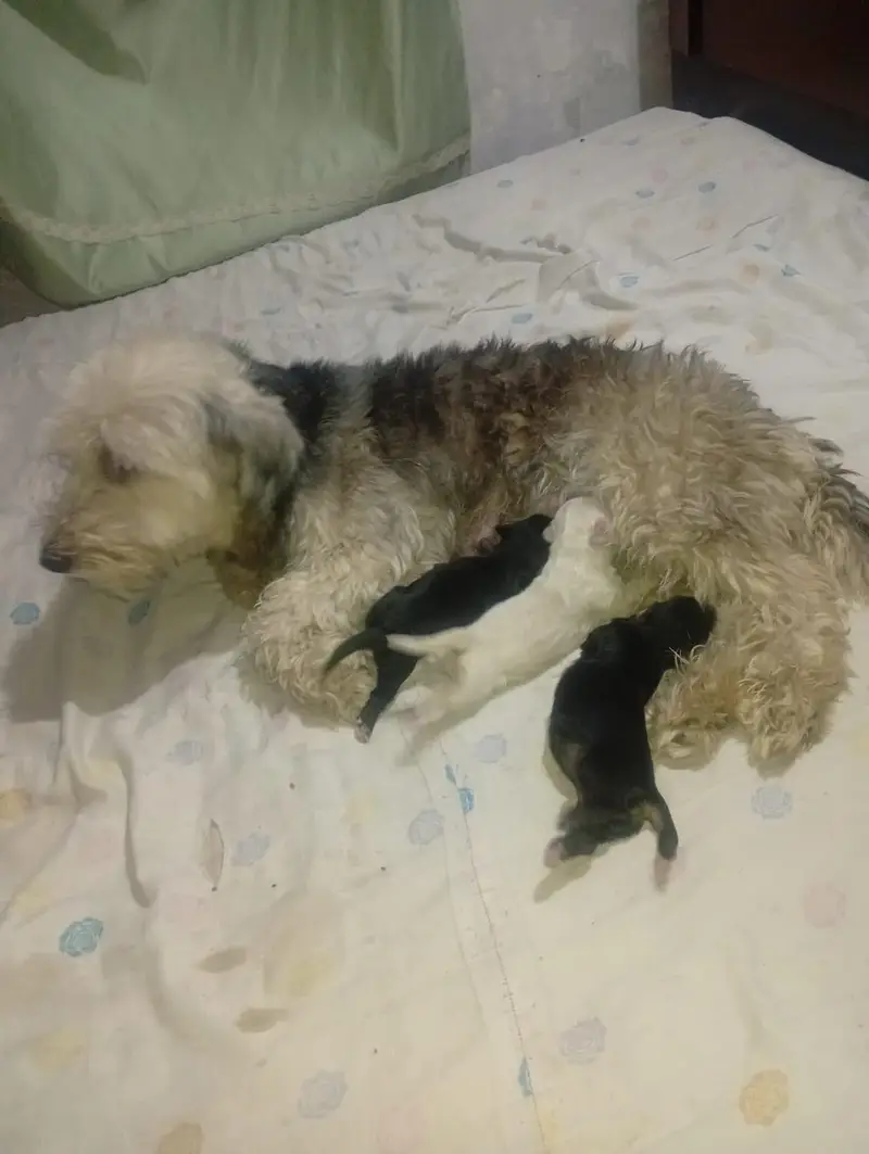 shitzu poodle puppies — photo 2