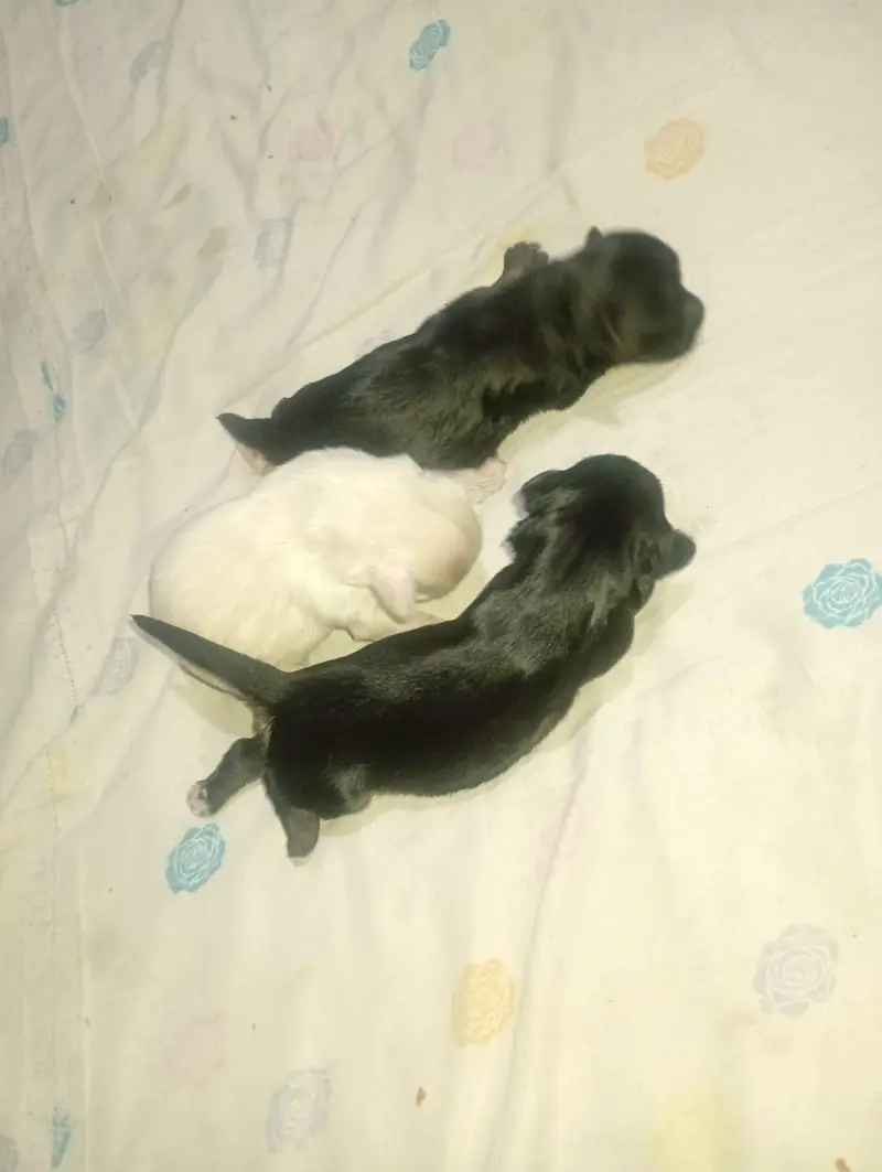 shitzu poodle puppies — photo 3