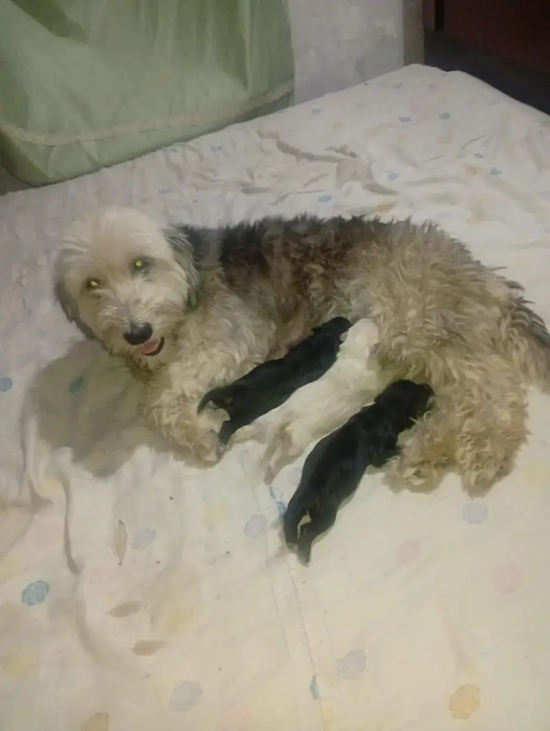 shitzu poodle puppies — photo 4